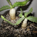 Euphorbia stellata