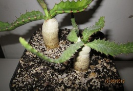 Euphorbia stellata