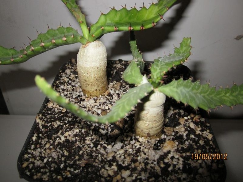 Euphorbia stellata