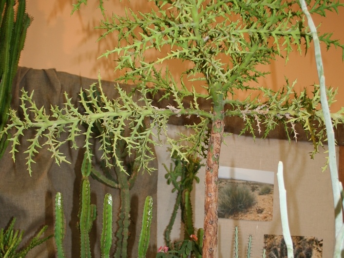 Euphorbia stenoclada