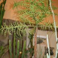 Euphorbia stenoclada