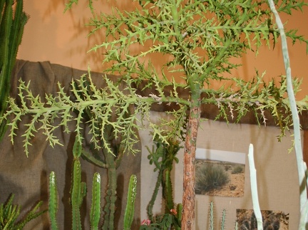Euphorbia stenoclada