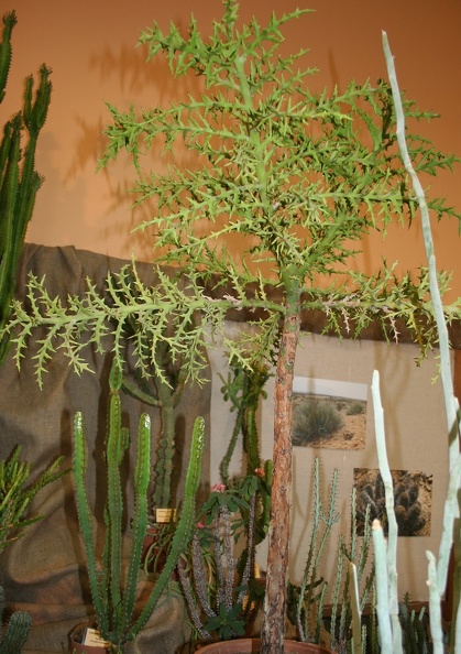Euphorbia_stenoclada.JPG