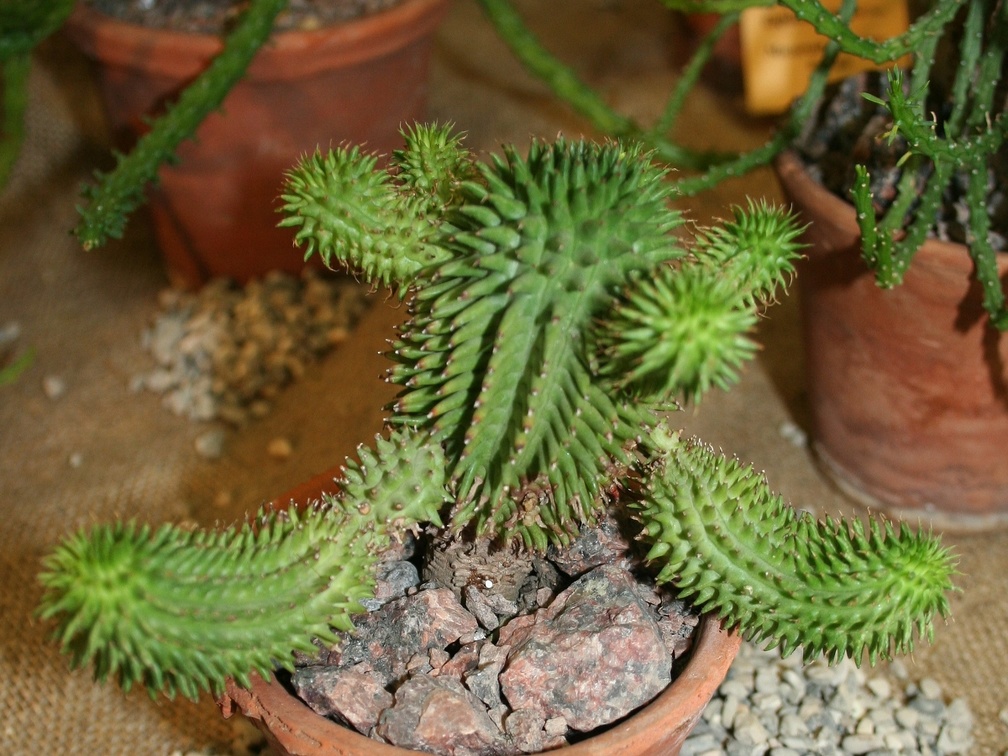 Euphorbia susannae