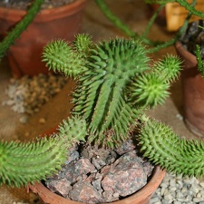Euphorbia susannae