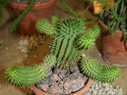Euphorbia susannae