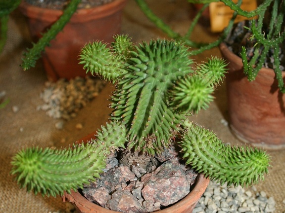 Euphorbia susannae