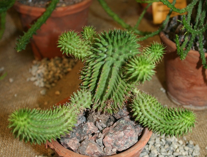 Euphorbia_susannae.JPG