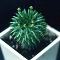 Euphorbia susannae