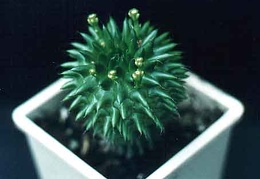 Euphorbia susannae