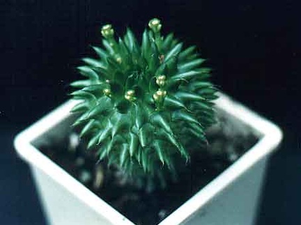 Euphorbia susannae