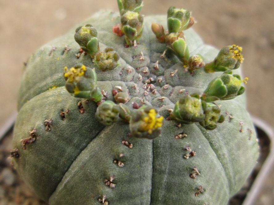 Euphorbia symmetrica