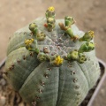 Euphorbia symmetrica