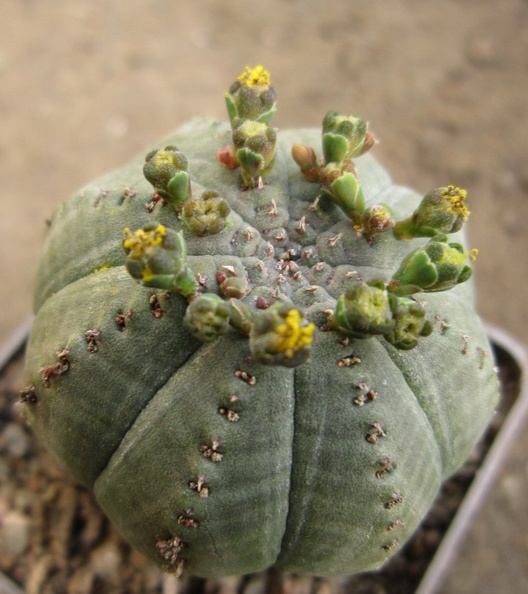 Euphorbia_symmetrica.JPG
