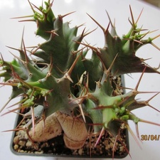 Euphorbia tortirama
