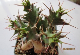Euphorbia tortirama