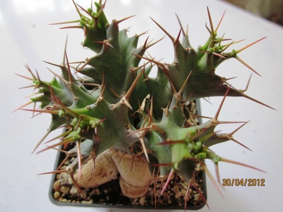 Euphorbia tortirama