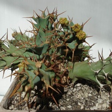 Euphorbia tortirama Smeyko FG
