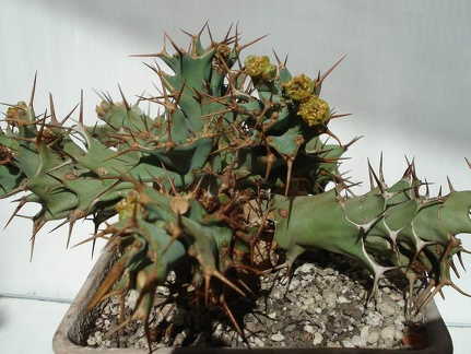 Euphorbia tortirama Smeyko FG