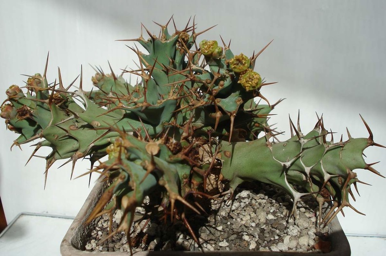 Euphorbia_tortirama_Smeyko_FG.JPG