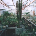 Euphorbia trigona f. rubra