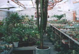 Euphorbia trigona f. rubra