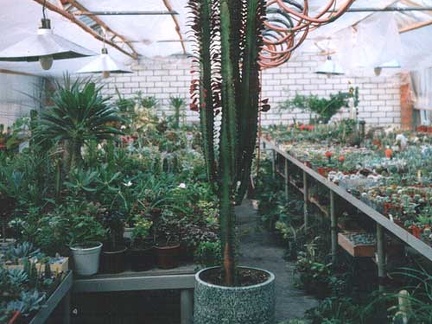Euphorbia trigona f. rubra