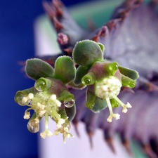 Euphorbia tubligans