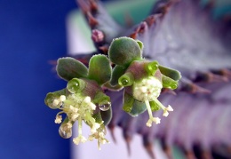 Euphorbia tubligans