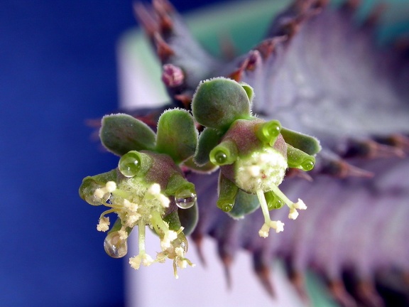 Euphorbia tubligans