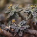 Euphorbia tulearensis