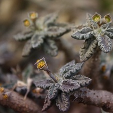 Euphorbia tulearensis