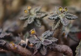 Euphorbia tulearensis