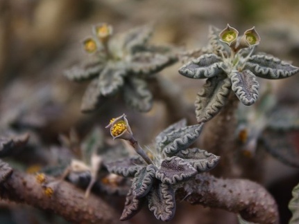 Euphorbia tulearensis