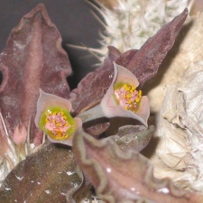 Euphorbia tulearensis 001