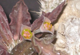 Euphorbia tulearensis 001