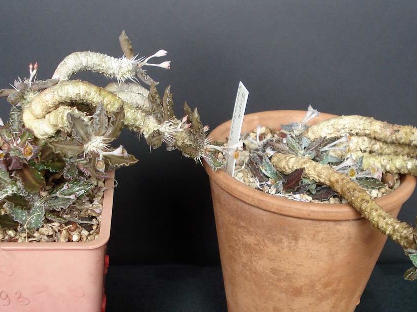 Euphorbia tulearensis Smeyko FG