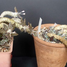Euphorbia tulearensis Smeyko FG