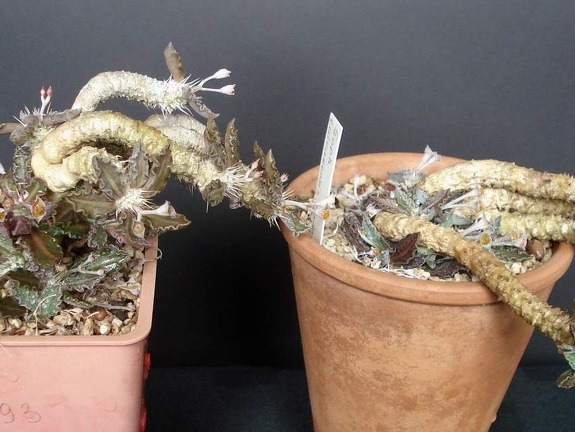 Euphorbia tulearensis Smeyko FG