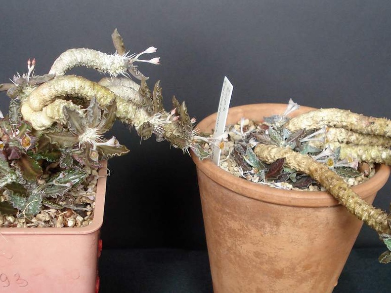 Euphorbia tulearensis Smeyko FG