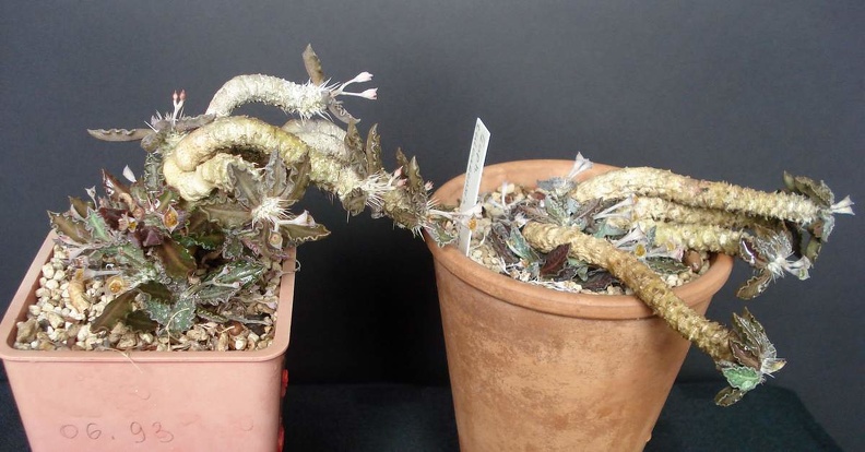 Euphorbia_tulearensis_Smeyko_FG.JPG