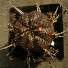 Euphorbia valida 