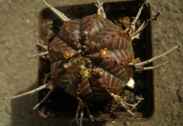 Euphorbia valida 