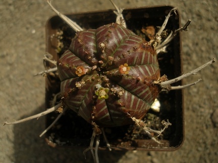 Euphorbia valida 