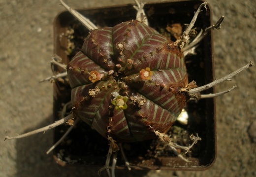 Euphorbia valida 