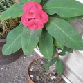 Euphorbia millii cv. 'Siraya'