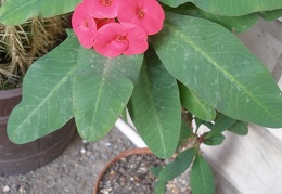 Euphorbia millii cv. 'Siraya'