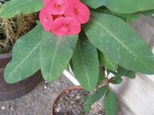 Euphorbia millii cv. 'Siraya'