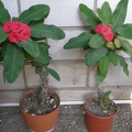 Euphorbia millii cv. 'Siraya'