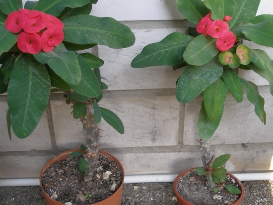 Euphorbia millii cv. 'Siraya'